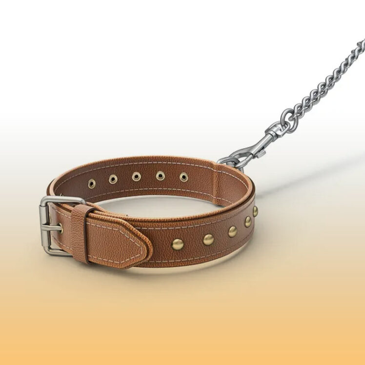 راهنمای خرید قلاده سگ