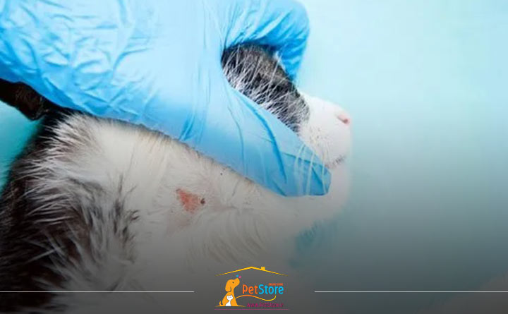 ریزش موی گربه به علت کرم حلقوی