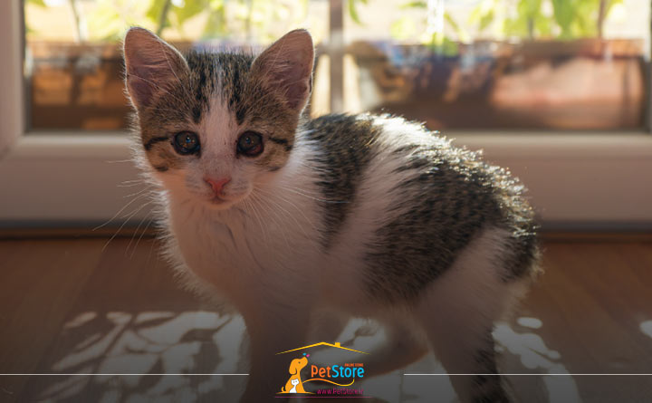 عفونت ویروسی بچه گربه