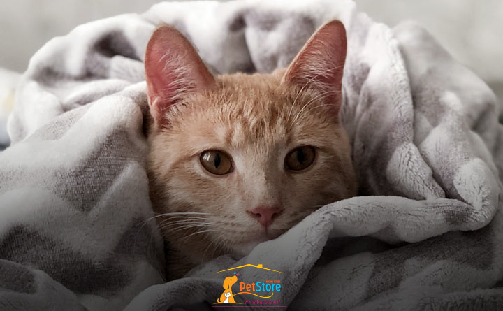 علت سرما خوردگی گربه