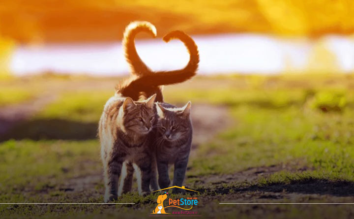 چرخاندن دم گربه