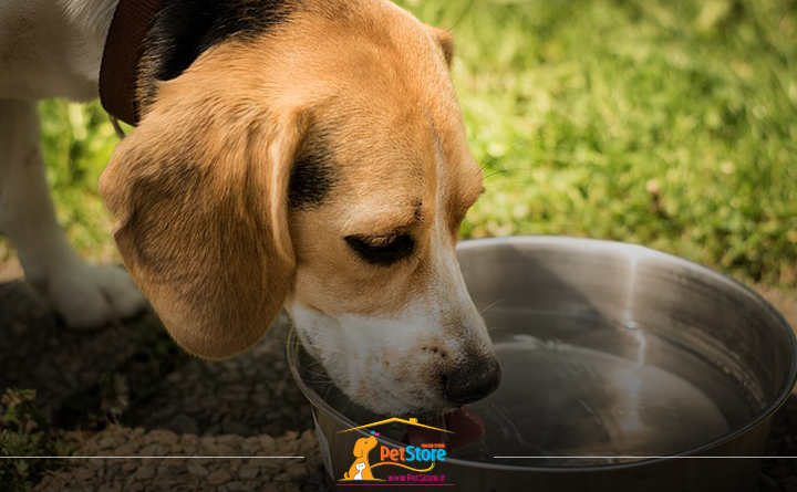 غذای مناسب برای سگ