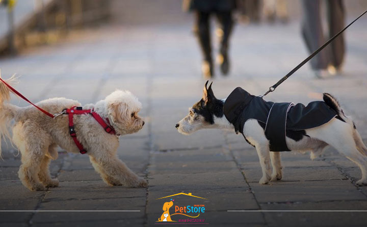 آموزش معاشرت به سگ