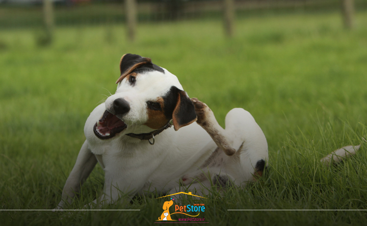 علائم و نشانه های شپش در سگ