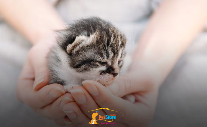 گرفتن آروغ گربه بعد از شیر دادن