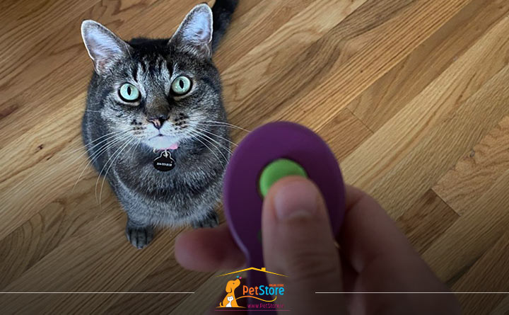 آموزش کلیکر برای تربیت گربه 