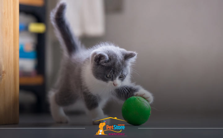 اسباببازی گربه چیست