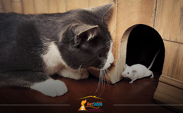 خوردن موش توسط گربه