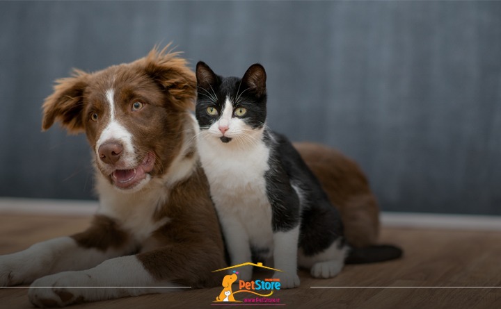 جلوگیری از پریود شدن سگ و گربه