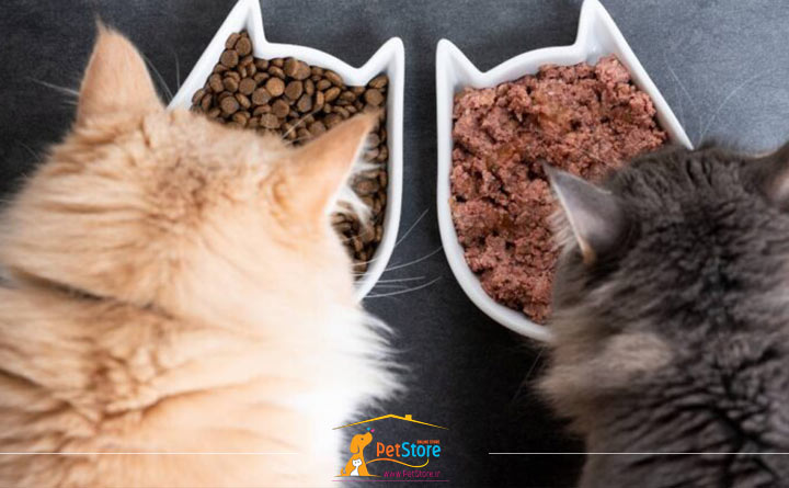 غذای تر یا خشک گربه 