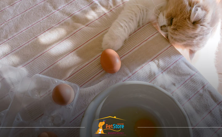 مزایا و عوارض مصرف تخم مرغ توسط گربه