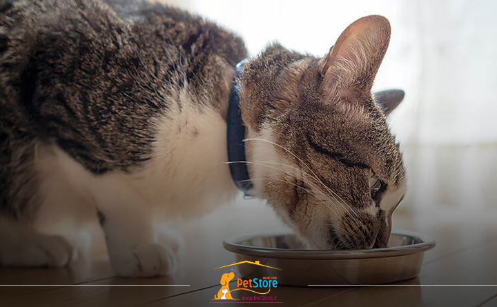 نگهداری سخت از معایب غذای تر گربه