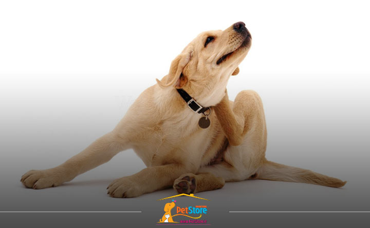 مشکلات پوستی سگ از دلایل بوی بد سگ