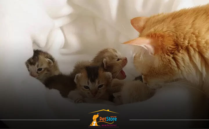 تولد بچه گربه