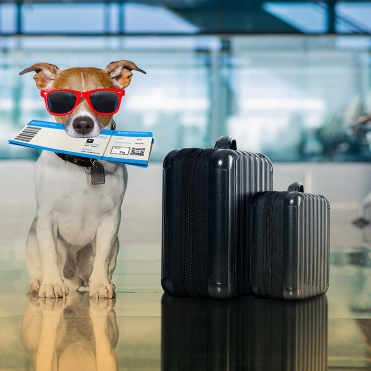 مسافرت با حیوانات خانگی