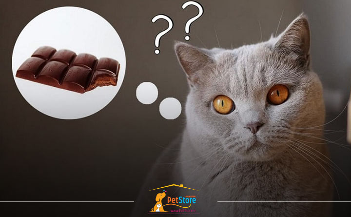 دادن شکلات به گربه