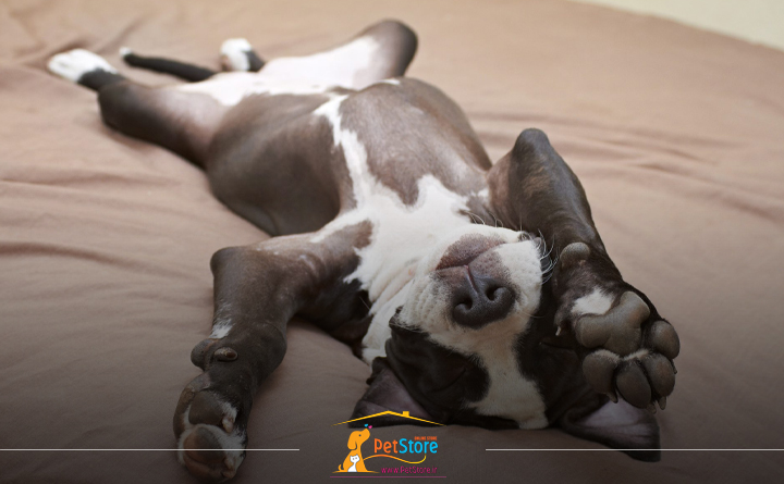 آغاز بلوغ در سگ ها