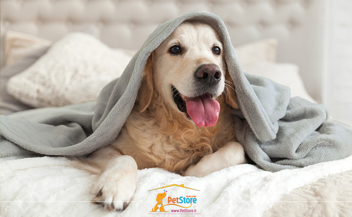 استفاده از حوله سگ