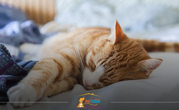 مراقبت از گربه مسن بیمار 