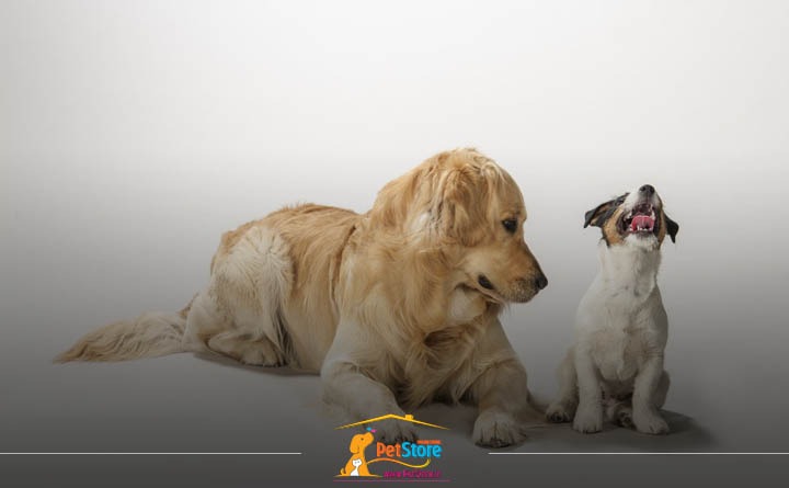 متوسط طول عمر سگ‌ها