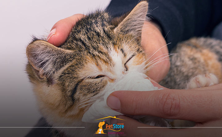 عفونت تنفس فوقانی بچه گربه