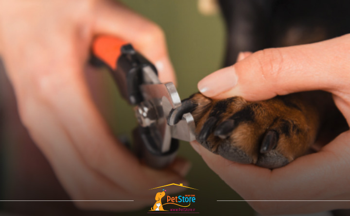 قیمت ناخن گیر باکیفیت سگ