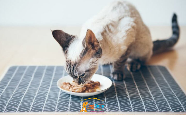 فواید غذای مرطوب گربه