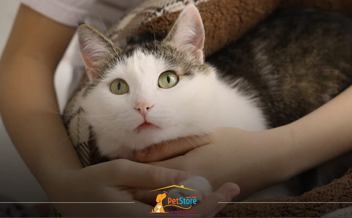 درمان آرتروز گربه مسن