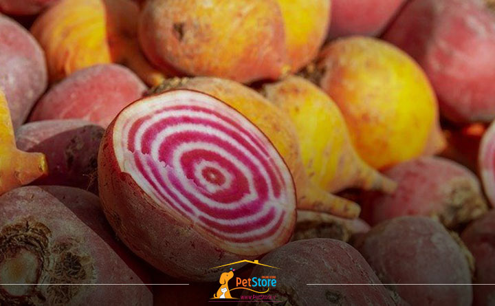 بهترین فیبر غذایی برای گربه