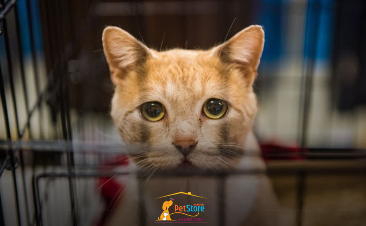 واکسن بوردوتلا برای گربه 