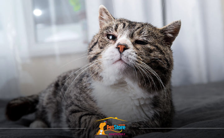 لوازم ضروری نگهداری از گربه مسن 