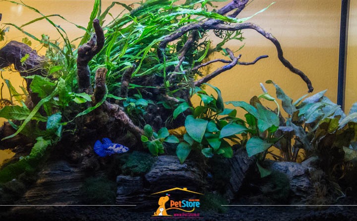 تجهیزات مورد نیاز برای ماهی فایتر