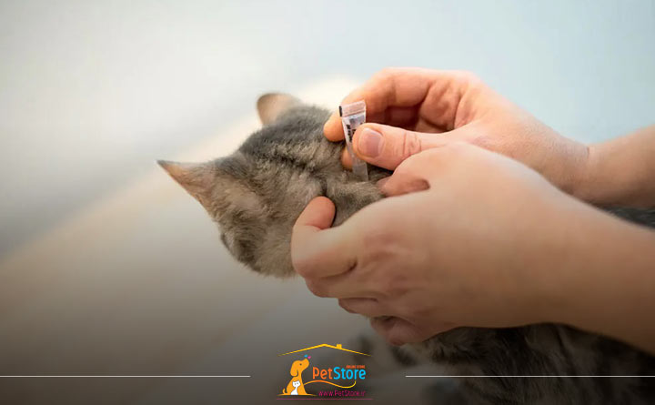 گربه دارای کک و کنه