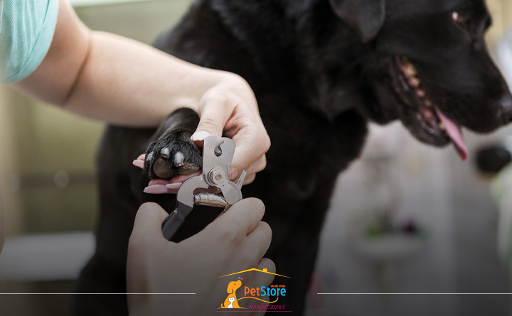 بهترین ناخن گیر برای سگ بزرگ