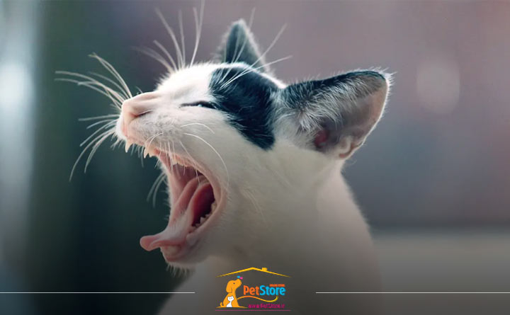 عطسه کردن گربه به دلیل ترسیدن