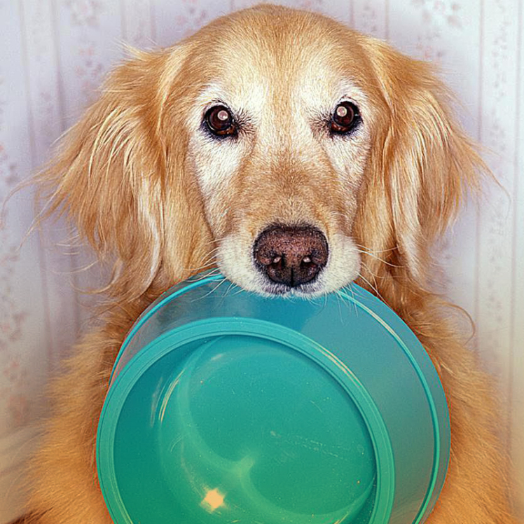 همه چیز درباره تغذیه سگ