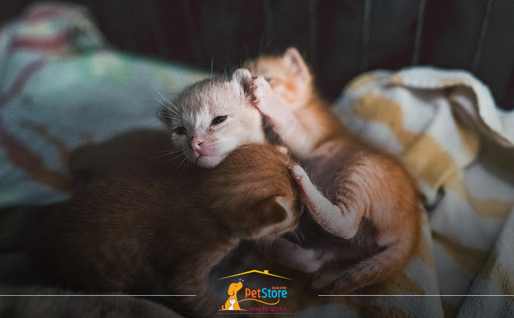 اهمیت گرما در نگهداری از گربه تازه متولد شده