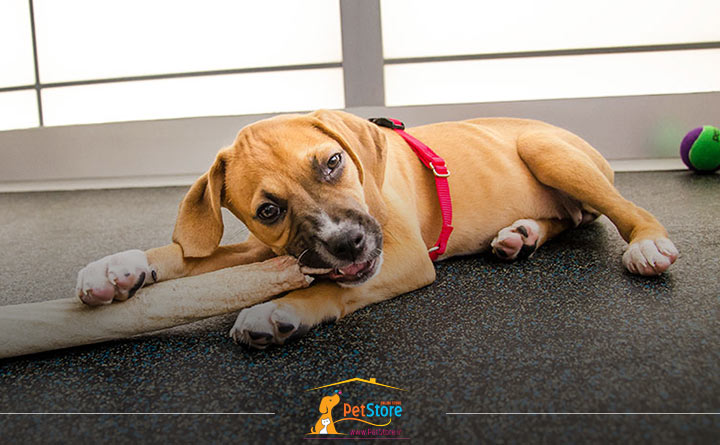 ترفندهای آموزش گاز نگرفتن توله سگ