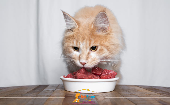 غذای خام برای گربه