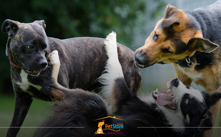 رفتار سگ ها در بلوغ