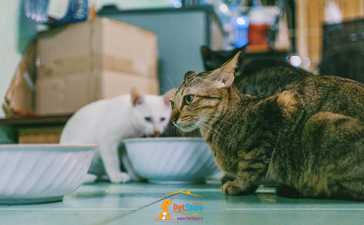 رژیم غذایی گربه مسن