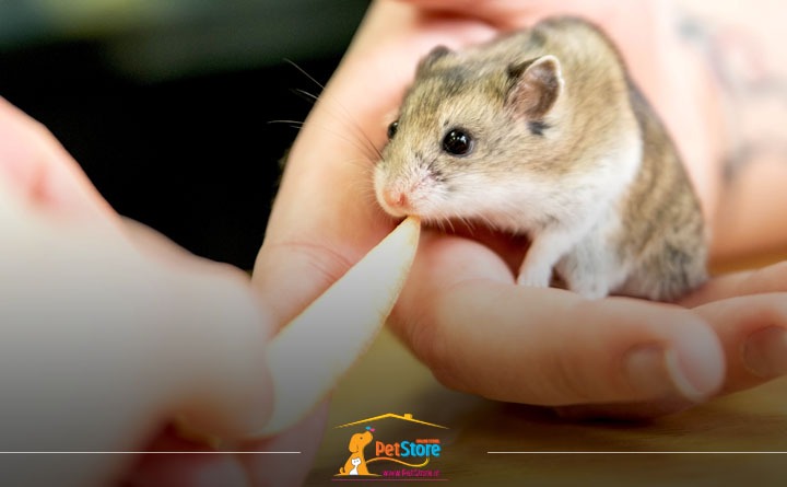 غذای بچه همستر