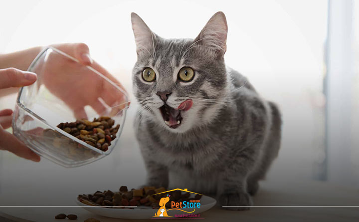 غذای خشک مناسب برای گربه