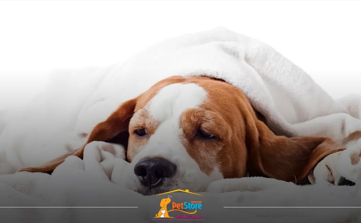 پریود حیوانات خانگی