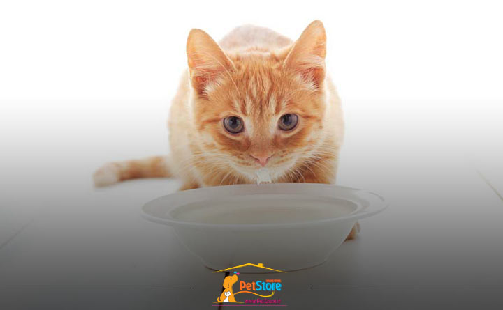 تغذیه بچه گربه با شیرگاو