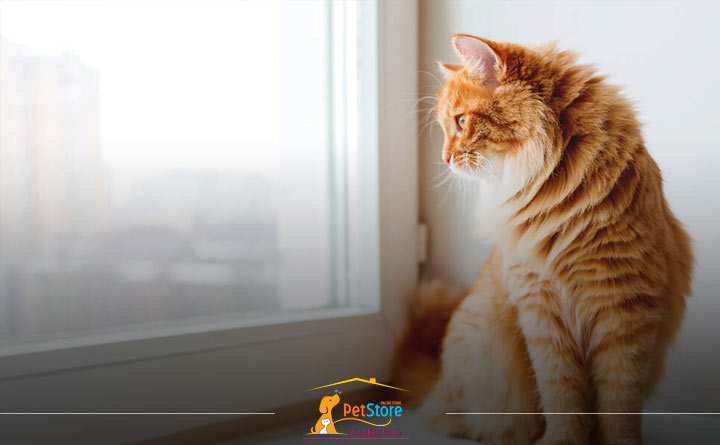 گربه تنها در خانه