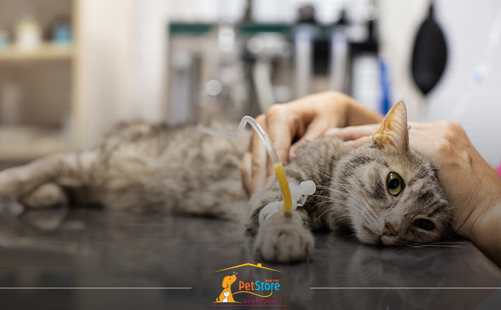 مسموم شدن گربه 