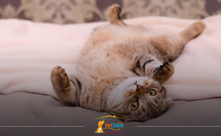 دلیل نشان دادن شکم توسط گربه