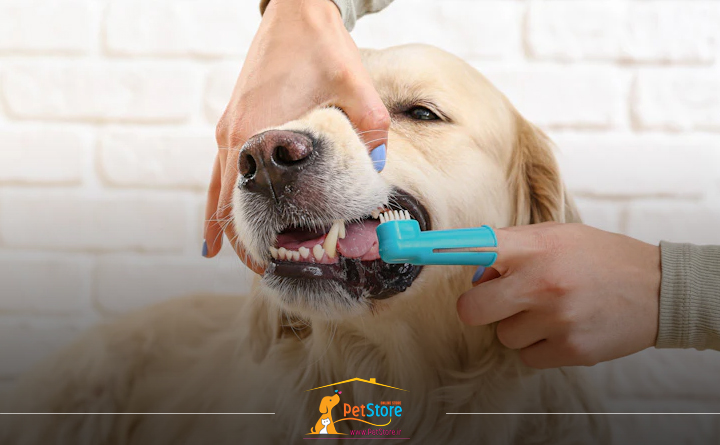 بهترین زمان برای مسواک زدن دندان های سگ