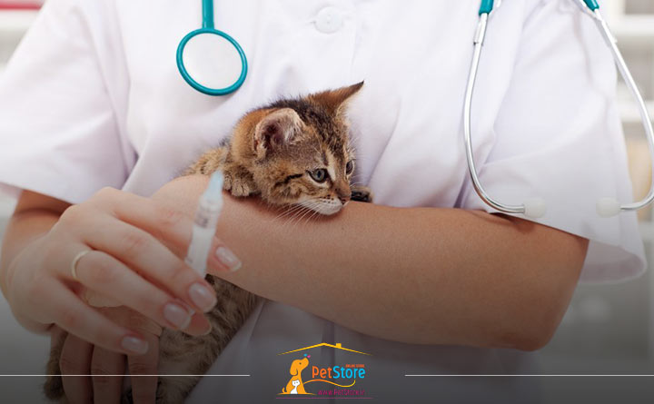 واکسن زدن به بچه گربه